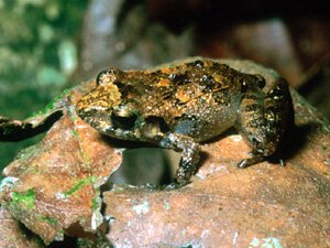 Craugastor stejnegerianus from Palmar Norte, Puntarenas, Costa Rica a picture of E. stejnegerianus